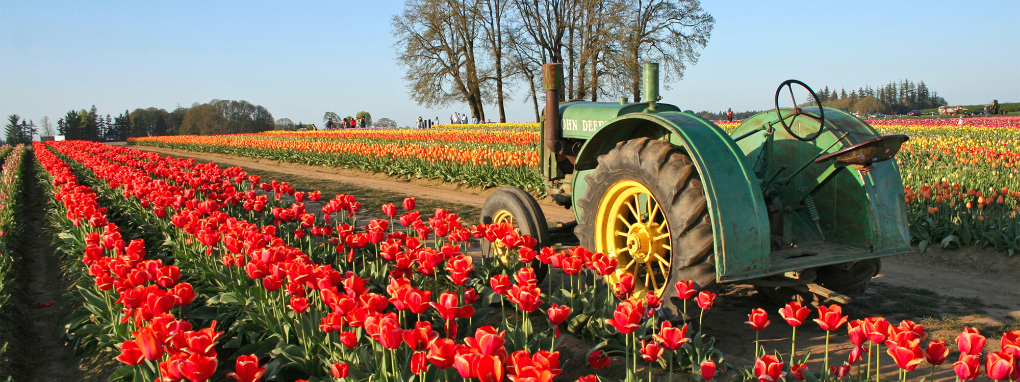 Tractor in rows of bright red tulips